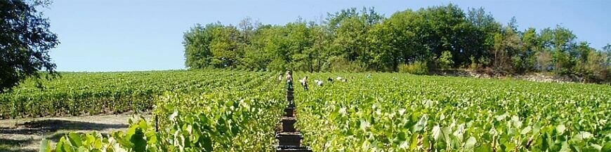 Commandez votre vin belge en ligne – Wines of Earth