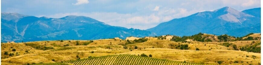 Dégustez le vin bulgare chez votre e-caviste