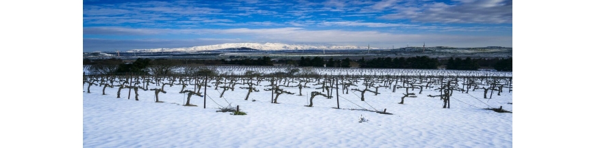 Commandez votre vin libanais sur Internet
