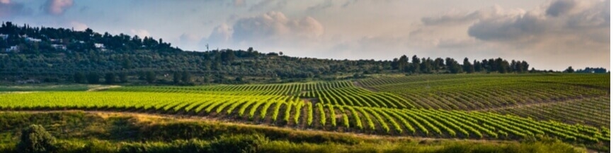 Commandez votre vin israelien sur Internet