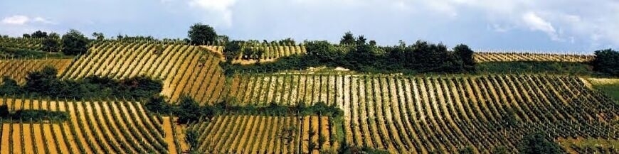 Commandez nos vins du Kosovo sur Internet